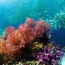 branco di pesci pesci fondale marino coralli